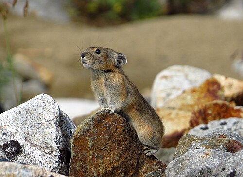 Northern Pika reference