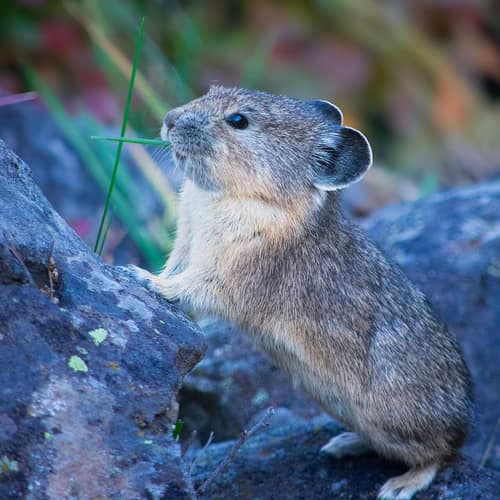 American Pika reference