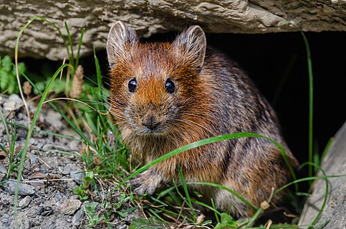 Royle's Pika reference