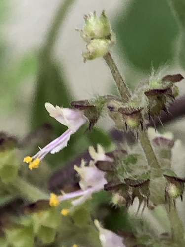 Holy Basil reference