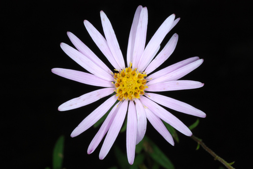 Bog Aster reference