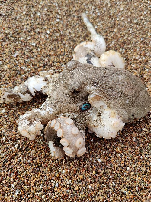 Two-Spot Octopus reference