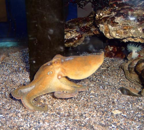California Two-Spot Octopus reference