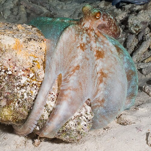 Caribbean Reef Octopus reference
