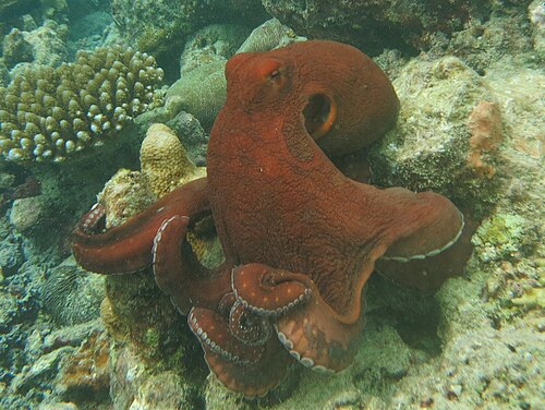 Day Octopus reference