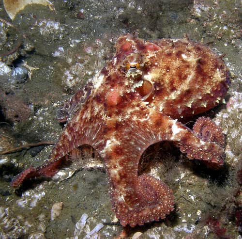 East Pacific Red Octopus reference