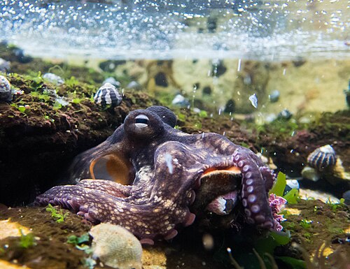 Common Sydney Octopus reference