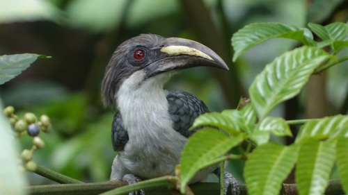 Sri Lanka Grey Hornbill reference