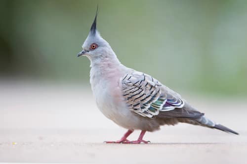 Crested Pigeon reference