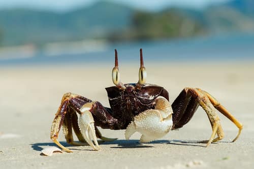 Horned Ghost Crab reference