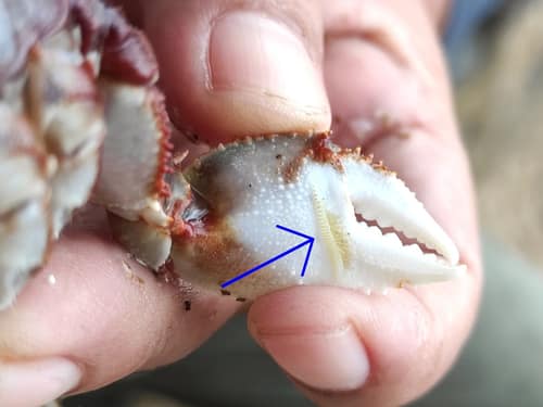 Horned Ghost Crab reference