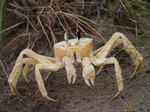 Tufted Ghost Crab reference