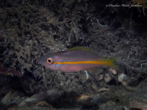 Yellowtail Snapper reference