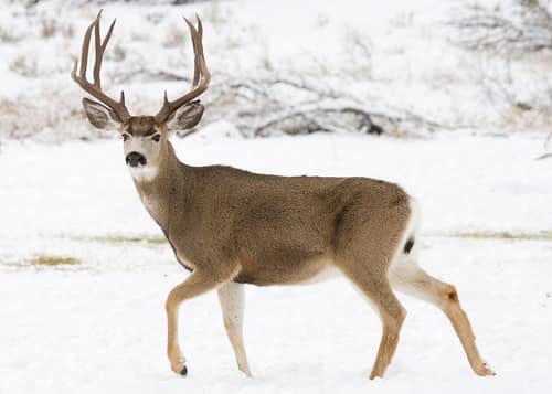 Rocky Mountain Mule Deer reference
