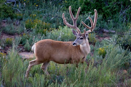 Mule Deer reference