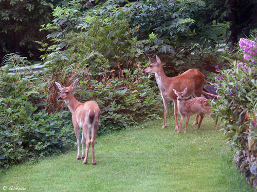 Sitka Black-tailed Deer reference