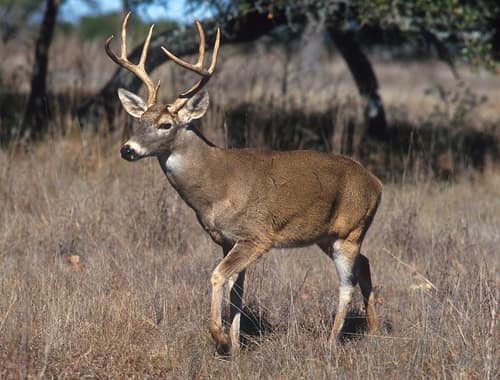 White-tailed Deer reference
