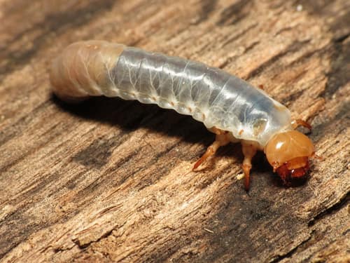 Horned Passalus reference