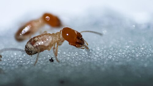Mound-building Termite reference