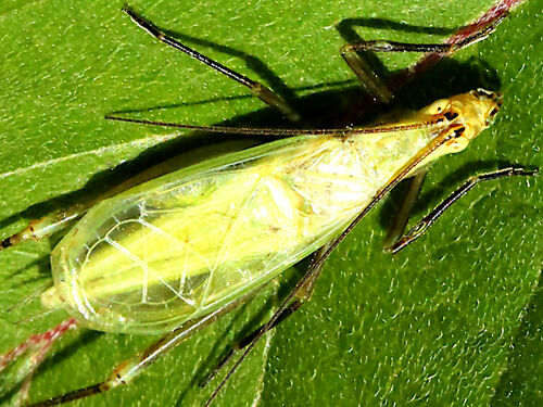Forbes's Tree Cricket reference