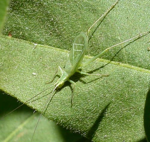 Snowy Tree Cricket reference