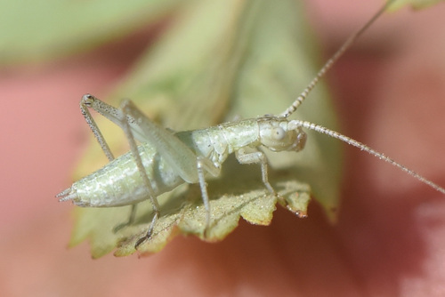 Black-horned Tree Cricket reference