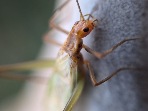 Pine Tree Cricket reference