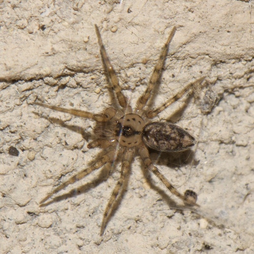 Synanthropic Wall Spider reference