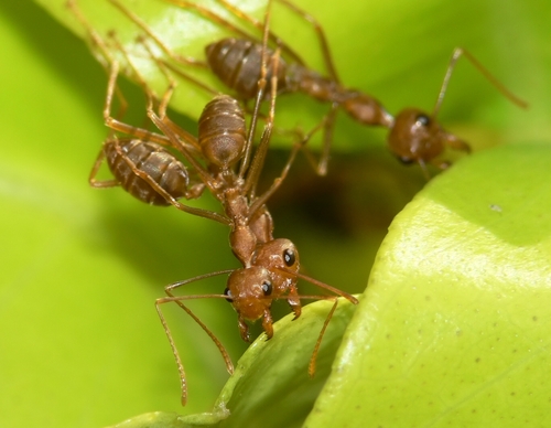 African Weaver Ant reference