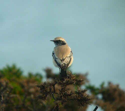Desert Wheatear reference