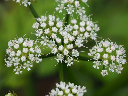 Water Celery reference