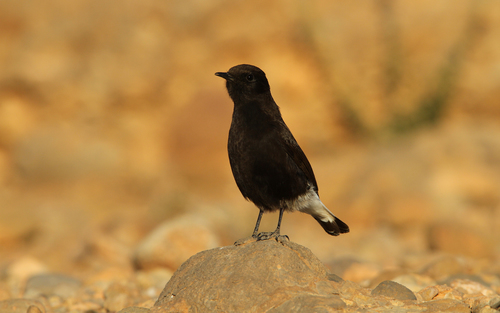 Black Wheatear reference