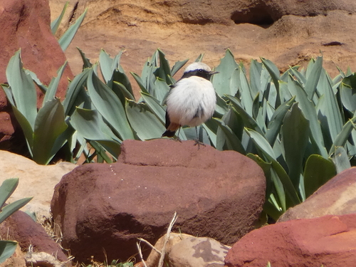 Mourning Wheatear reference