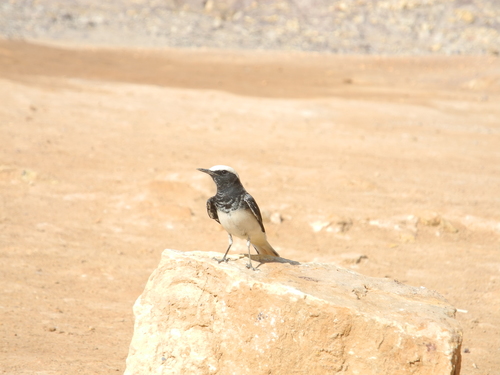 Hooded Wheatear reference
