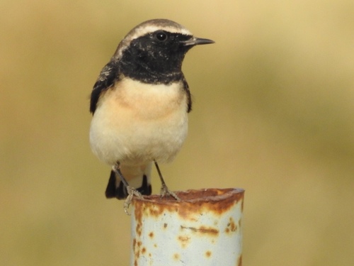 Pied Wheatear reference