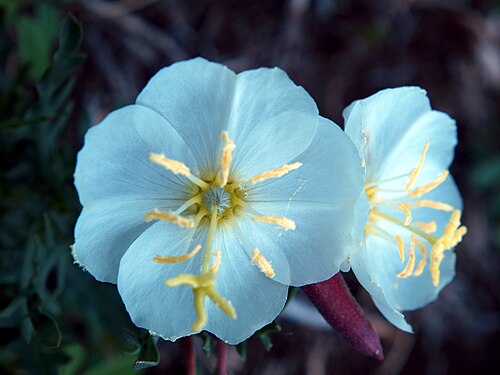 White Evening Primrose reference