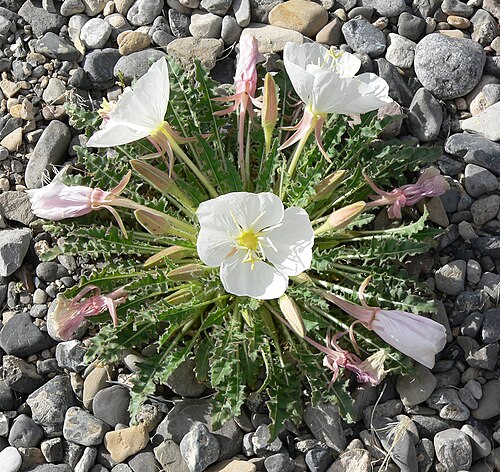 Tufted Evening Primrose reference