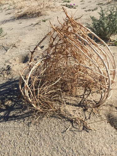 Dune Evening Primrose reference