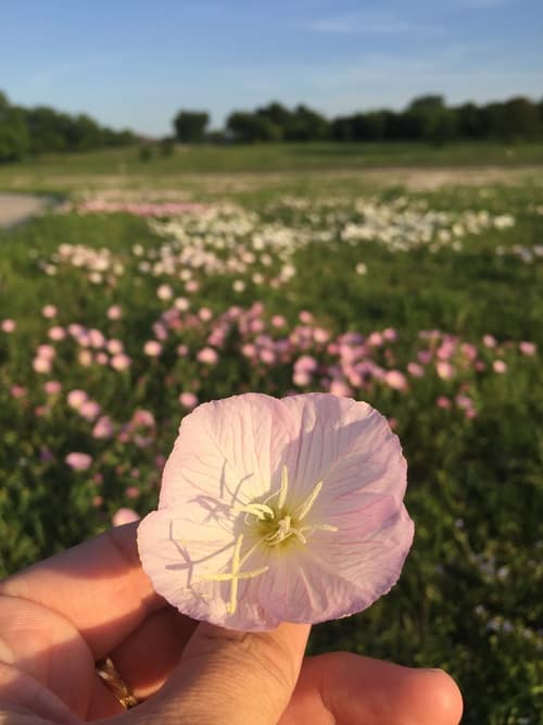 Showy Evening Primrose reference