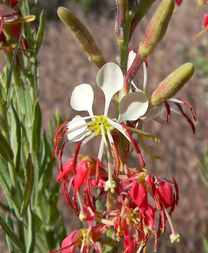 Scarlet Gaura reference