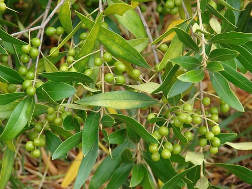 African Olive reference