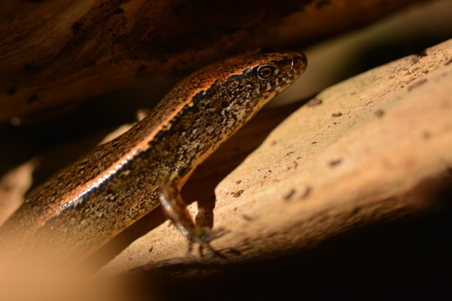 Copper Skink reference