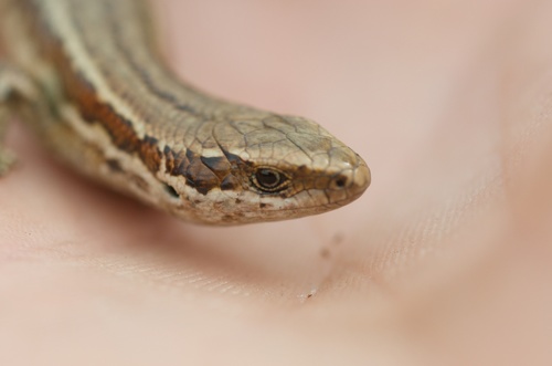 Northern Grass Skink reference