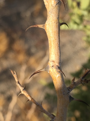 Desert Ironwood reference