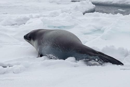 Ross Seal reference
