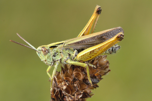 Common Green Grasshopper reference