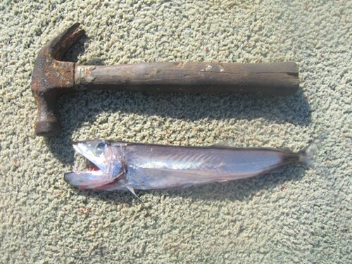 Hammerjaw reference