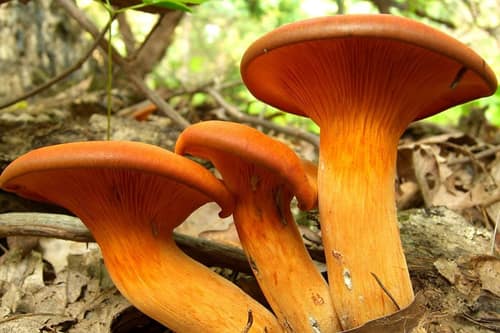 Jack-o'-Lantern Mushroom reference
