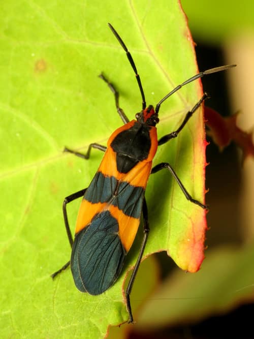 Large Milkweed Bug reference