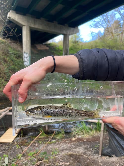 Cutthroat Trout reference
